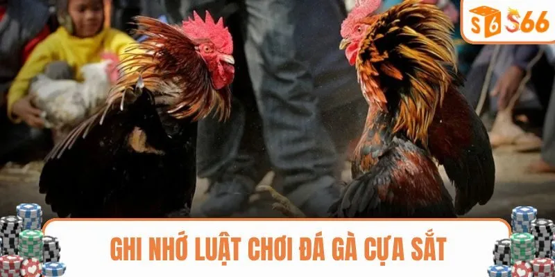 Ghi nhớ luật chơi đá gà cựa sắt