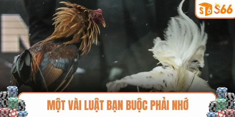 Luật chơi đá gà cựa dao cần nhớ