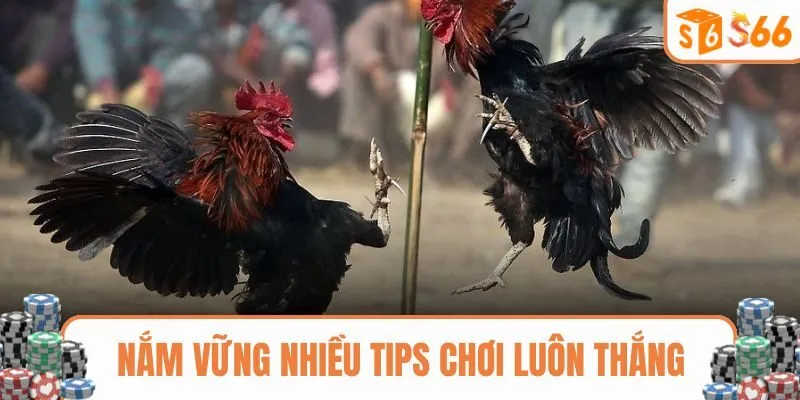 Nắm vững nhiều tips chơi chọi gà luôn thắng